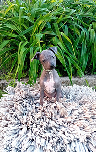 American hairless terjer (5 foto / 5)