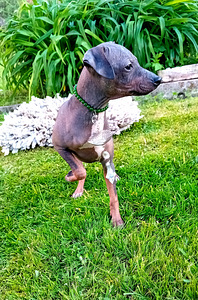 American hairless terjer (3 foto / 6)