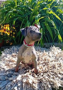 American hairless terjer (2 foto / 3)