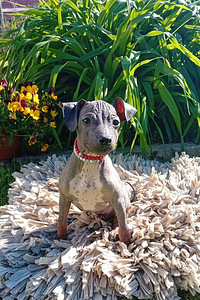 American hairless terjer (5 foto / 6)