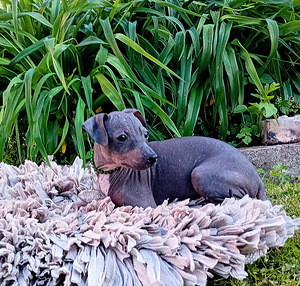 American hairless terjer (1 foto / 6)