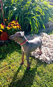 American hairless terjer (6 foto / 6)