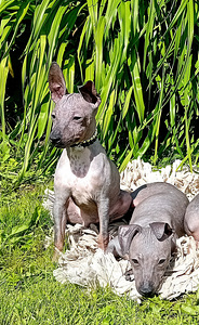 American hairless terjer (2 foto / 4)
