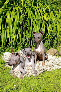 American hairless terjer (7 foto / 10)