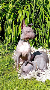 American hairless terjer (9 foto / 10)