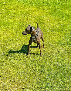 American hairless terjer (2 foto / 3)