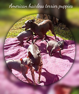 American hairless terjer puppies (2 foto / 2)