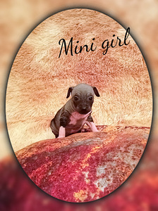 American naked terjer mini (1 foto / 5)