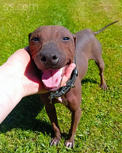 American naked terriers (9 foto / 9)
