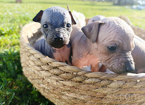American naked terriers (5 foto / 9)