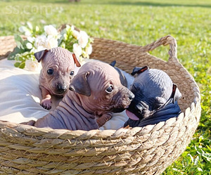 American naked terriers (3 foto / 9)