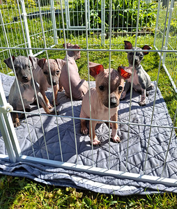 American naked terriers
