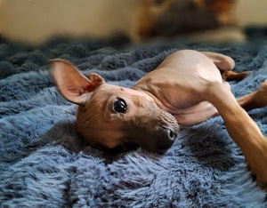 American hairless terrier boys (2 foto / 3)