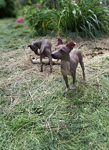 American naked terriers boys (3 foto / 10)
