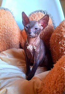 Sphynx (1 foto / 1)