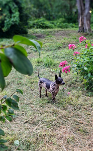 American naked terriers boys mini (7 foto / 7)