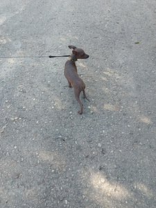 American naked terriers boys mini (5 foto / 7)