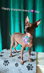 American naked terriers boys (7 foto / 7)