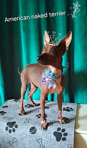 American naked terriers boys (5 foto / 7)