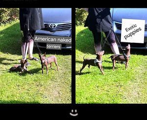 American naked terriers boys (4 foto / 7)