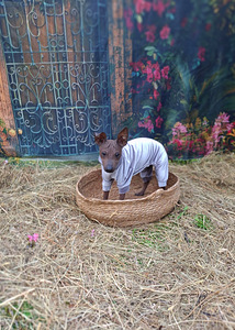 American naked terriers boys (3 foto / 7)