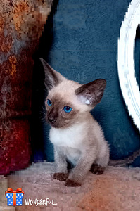 Oriental cats (2 foto / 2)