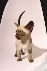 Oriental cats (1 foto / 2)