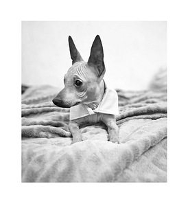American naked terriers boys mini (8 foto / 8)