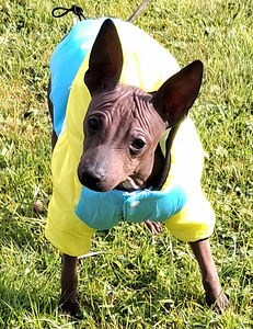 American naked terriers boys mini (4 foto / 8)