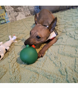 American naked terriers boys mini (1 foto / 8)