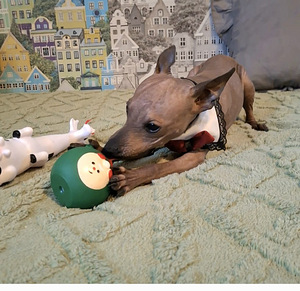 American naked terriers boys mini (2 foto / 8)