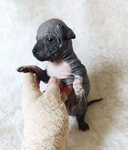 Exotic puppies (1 фото из 3)