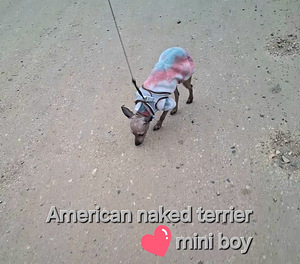 Exotic mini boy (4 foto / 5)