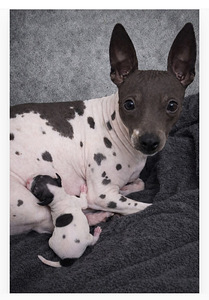 American hairless terriers (3 foto / 3)