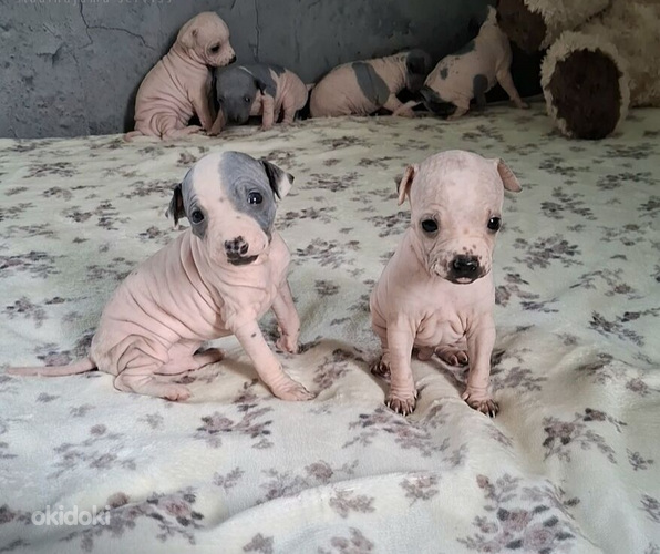 American hairless terrier
