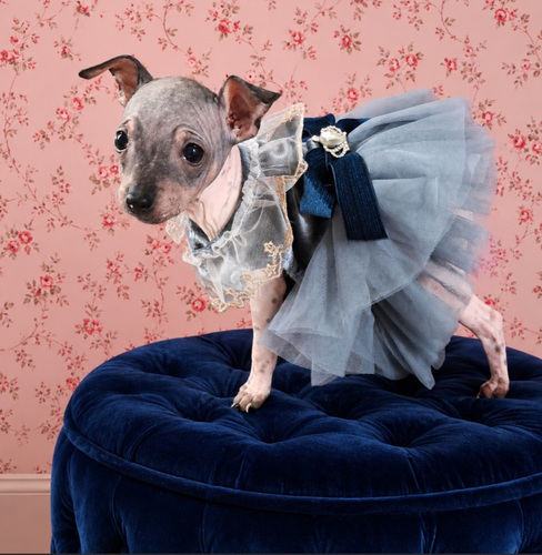 American hairless terrier