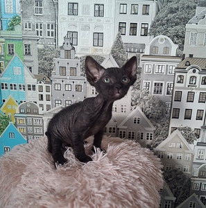 Don Sphynx (2 foto / 3)