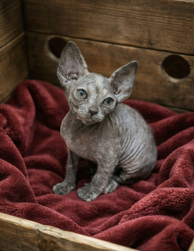 Don Sphynx