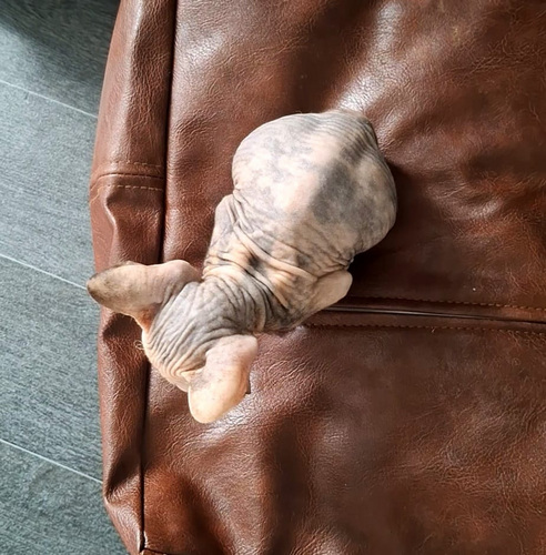 Don Sphynx