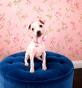 American hairless terrier (3 foto / 5)