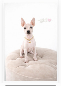 American hairless terjer (3 foto / 9)