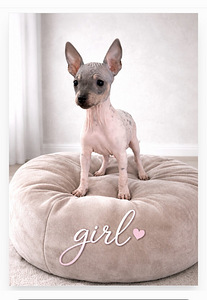 American hairless terjer (4 foto / 9)