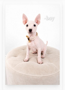 Exotic puppies (4 foto / 8)