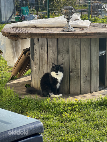 Молодому котику нужна невеста