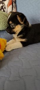 Müüa toy-terjeri kutsikad (3 foto / 3)