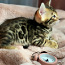 Bengal kittens certificated by WCF (valokuva #4)