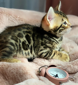 Bengal kittens certificated by WCF (4 valokuva sivusta 4)