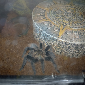 Tarantula brachypelma albopilosum (1 foto / 3)