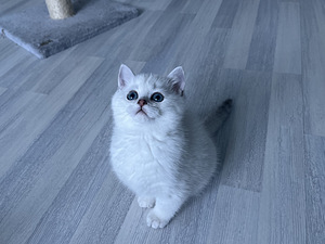 Британская короткошерстная