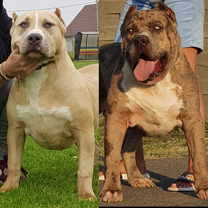 Müügis American Bully XL kutsikad (1 foto / 1)